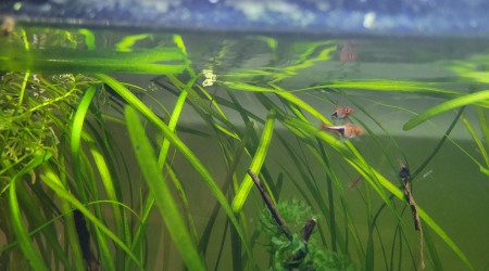 Après un gros élagage