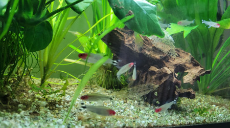 Après un gros élagage