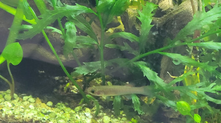 Après un gros élagage