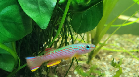 Après un gros élagage