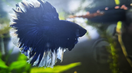 Premier nuage de bulle !