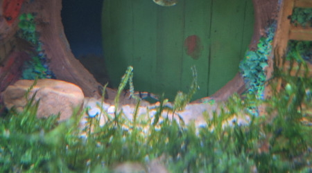 Arrivée des 7 nains