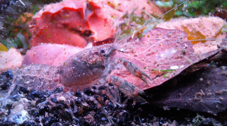 Discrètes écrevisses