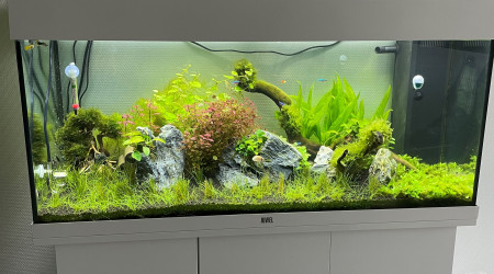 1er taillage de plantes