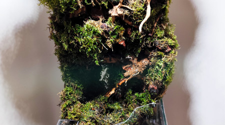 Le Paludarium partie émergé dans son emplacement définitif