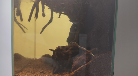 La partie aquatique vu de profile