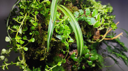 Zoom sur la végétation 3