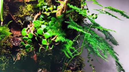 Zoom sur la végétation 1