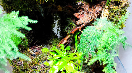 Zoom sur la végétation 2