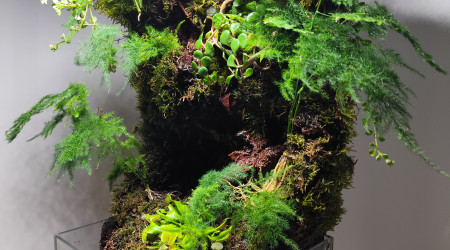 Zoom sur la partie paludarium