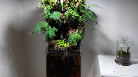 Deuxième et dernière étape de la végétalisation du bac