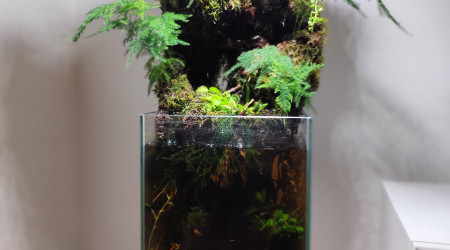 Végétalisation de la zone aquatique vue d'ensemble