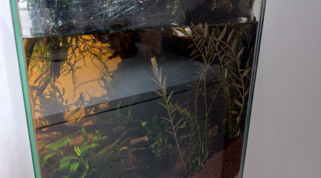 Végétalisation de la zone aquatique vue de profil