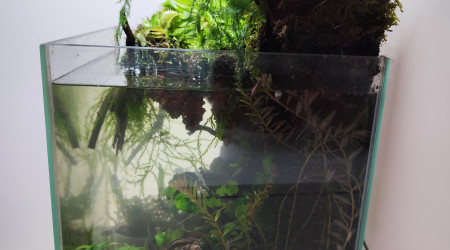 La remise en eau après la plantation