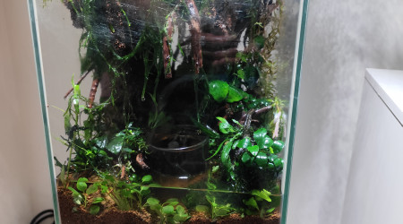 La plantation avant la remise en eau