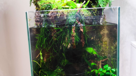 La zone aquatique après la plantation complète vue de face