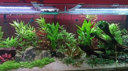 Ajout de 2 Echinodorus Argentinensis