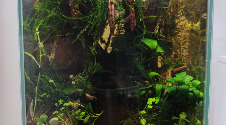 Zoom sur la partie aquatique vue de face