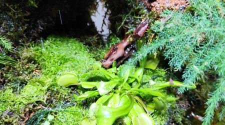 Pose de la riccia flutan dans les zones humides du palu