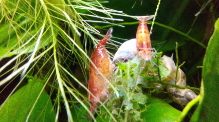 Naissances et futures naissances