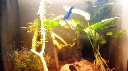 Compartiment de petite tête noire. 28l net 38Lbrut