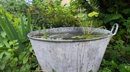 aquarium Mini bassine 2