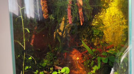 Les couleurs combinées du rétro éclairage et ceux des rayons du soleil.