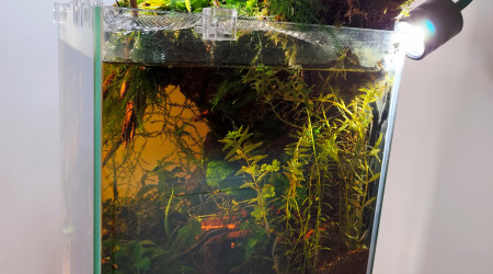 Les couleurs combinées du rétro éclairage et ceux des rayons du soleil.