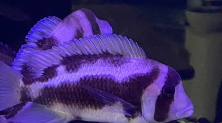 Frontosa black widow