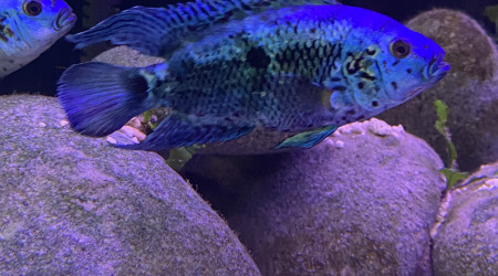 Jack Blue électrique