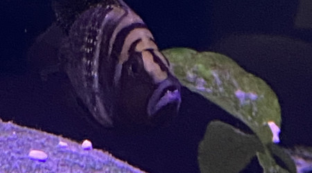 Altolamprologus calvus black pectorales