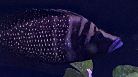 Altolamprologus calvus black pectorales