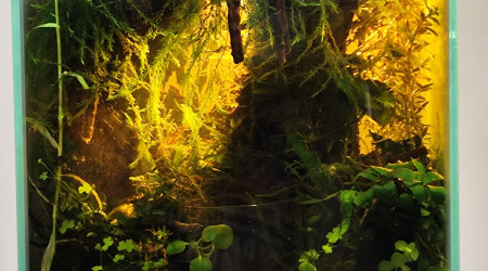 Éclairage définitif du bac.