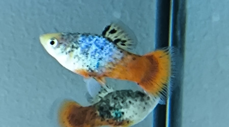 Platy calico bleu corail