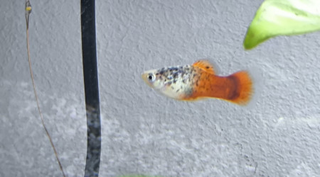 Platy calico bleu corail