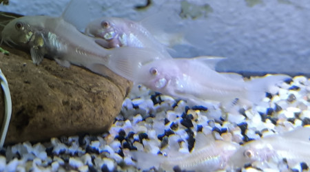 Corydoras albinos juvéniles