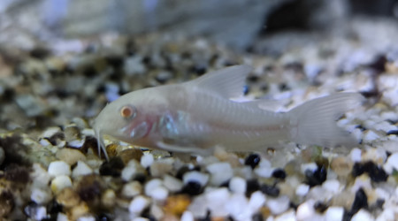 Corydoras albinos juvéniles