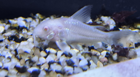 Corydoras albinos juvéniles