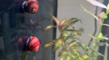 Neritina tricolore RED