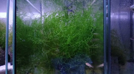 aquarium 132 01 Femelle Aphyosemion schioetzi Ngombe Z 91-01