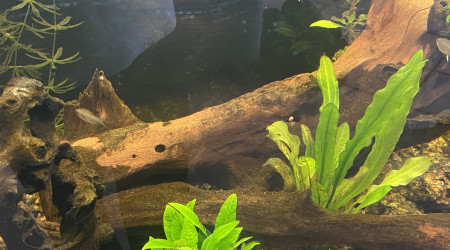 Crevettes, escargots et otocinclus une team d’enfer