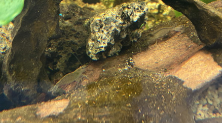 Crevettes, escargots et otocinclus une team d’enfer