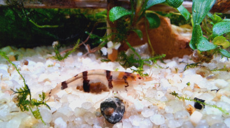 Des nouvelles des 7 nains