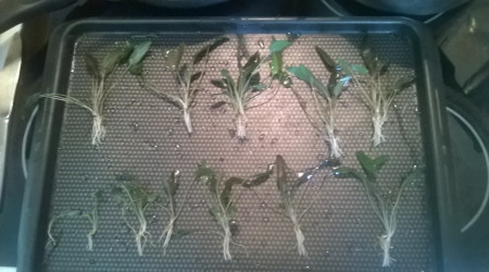 Préparation des plantes