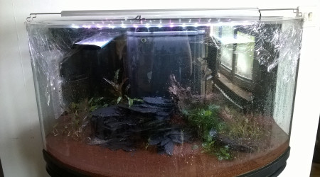 Bac planté sans eau et filmé