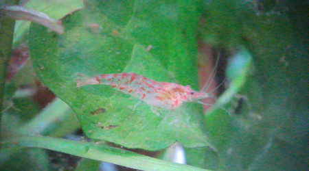 Introduction de 10 N. davidi