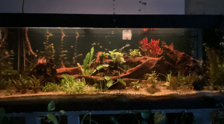 Opération nettoyage des racines et des plantes terminé