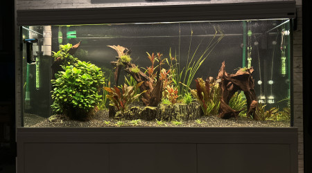 Couché de soleil suite