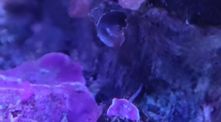 Qu'est-ce que c'est ?