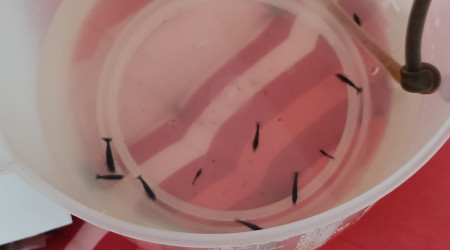 Goutte-à-goutte 13 Neocaridina Blue Velvet